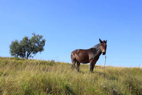 秋の馬の草原 — ストック写真