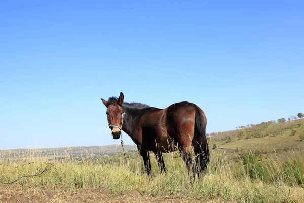 En hästs gräsmarker på hösten — Stockfoto