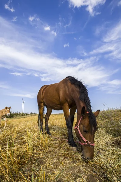 As pastagens de um cavalo no outono — Fotografia de Stock