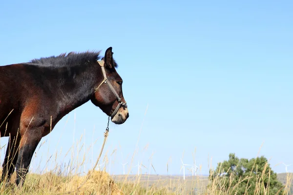 As pastagens de um cavalo no outono — Fotografia de Stock