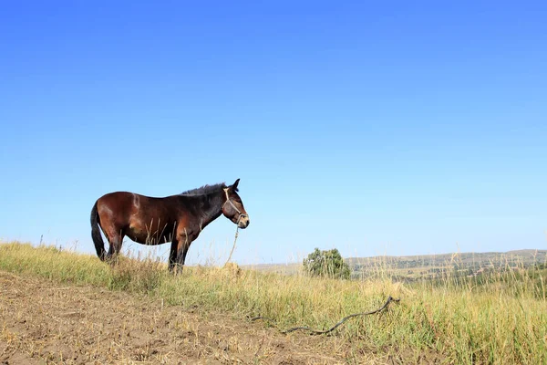 Las praderas de un caballo en el otoño —  Fotos de Stock