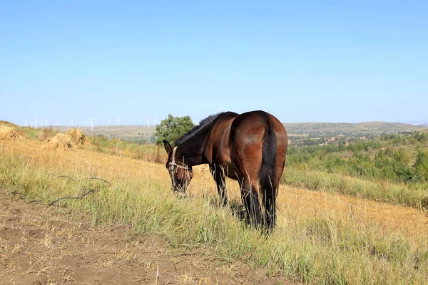 As pastagens de um cavalo no outono — Fotografia de Stock