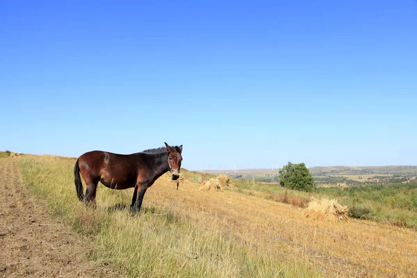 Las praderas de un caballo en el otoño — Foto de Stock