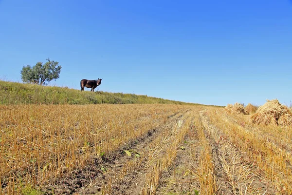 Las praderas de un caballo en el otoño — Foto de Stock