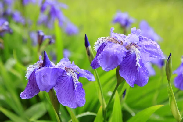 Iris. — Foto de Stock