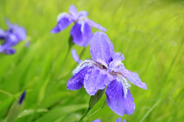 Iris — Stok Foto