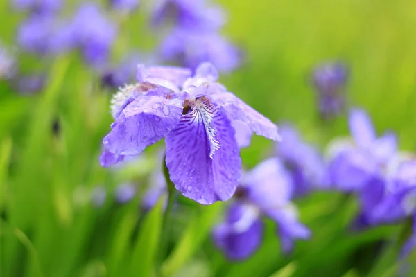 Iris. — Foto de Stock