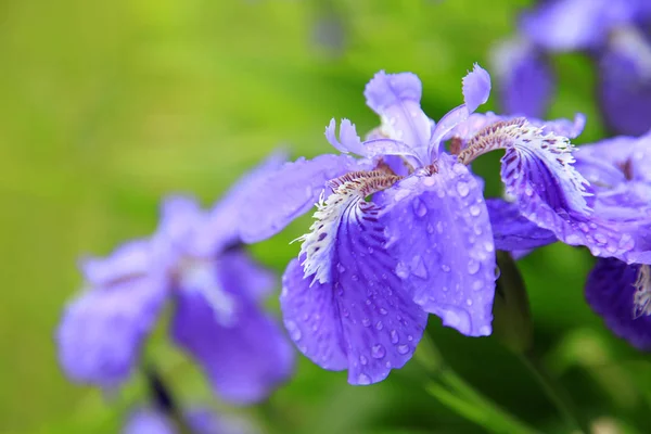 Iris — Stok fotoğraf