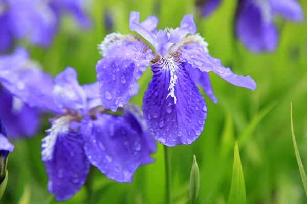 Iris. — Foto de Stock