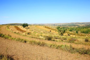 Sonbaharda teraslı tarlalar