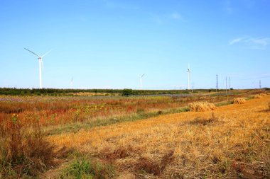 Sonbaharda teraslı tarlalar