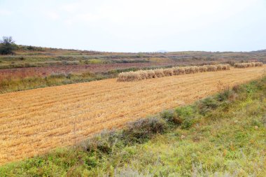 Sonbaharda teraslı tarlalar