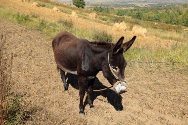 Sonbahar, bir eşek ot yiyordu.