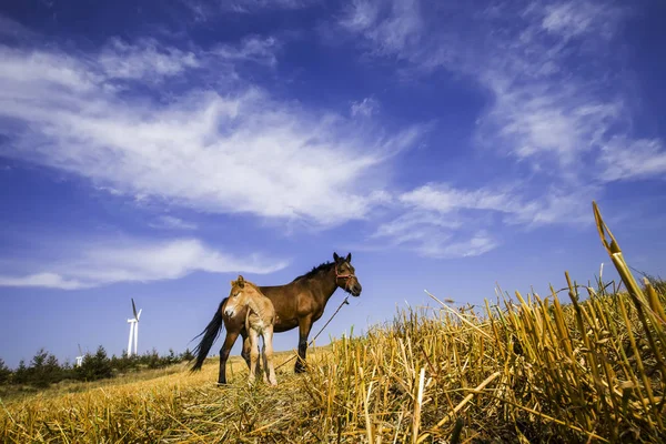 Los caballos en las praderas del otoño — Foto de Stock