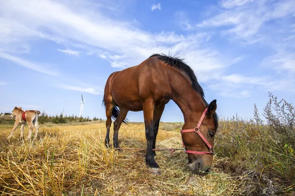 Os cavalos nas pastagens do outono — Fotografia de Stock
