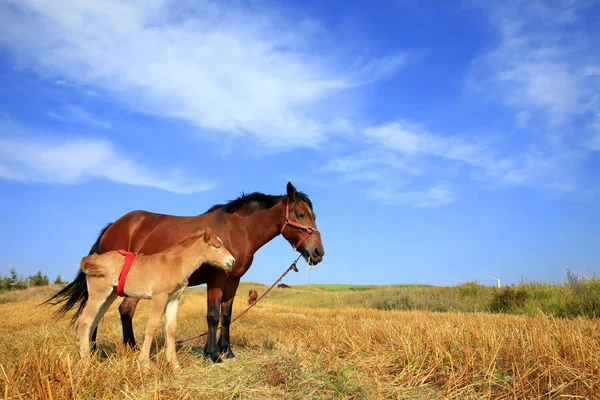 秋の草原の馬 — ストック写真