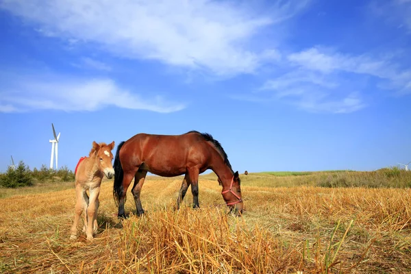 Die Pferde auf den Wiesen des Herbstes — Stockfoto