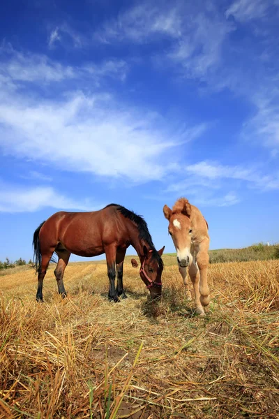 Los caballos en las praderas del otoño — Foto de Stock