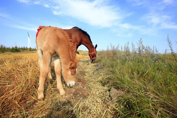 Los caballos en las praderas del otoño — Foto de Stock