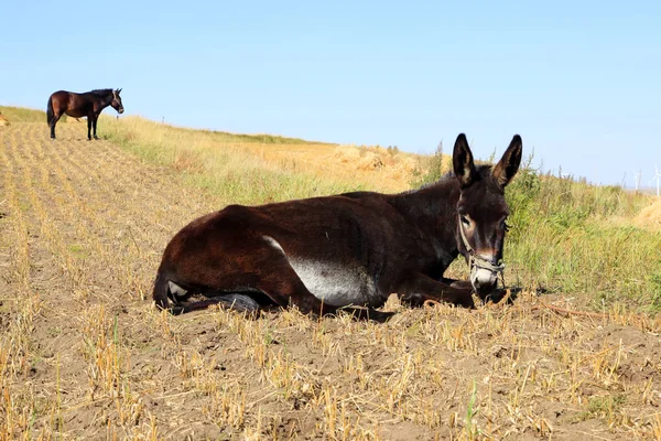 Otoño, un burro estaba comiendo hierba — Foto de Stock