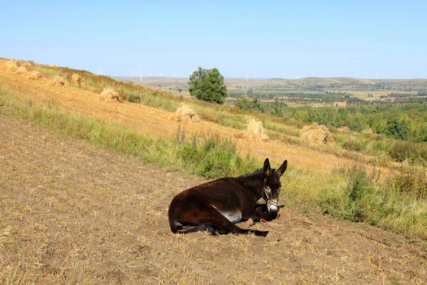 Outono, um burro estava comendo grama — Fotografia de Stock