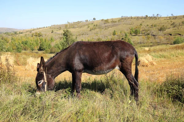 Outono, um burro estava comendo grama — Fotografia de Stock