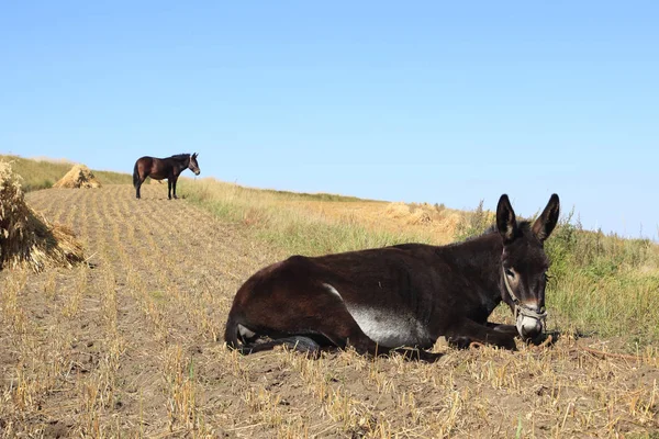 Outono, um burro estava comendo grama — Fotografia de Stock