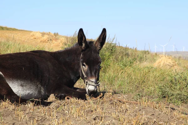 Autumn, a donkey was eating grass — ストック写真