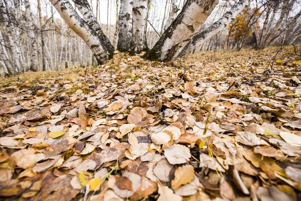 Los abedules de otoño y las hojas — Foto de Stock