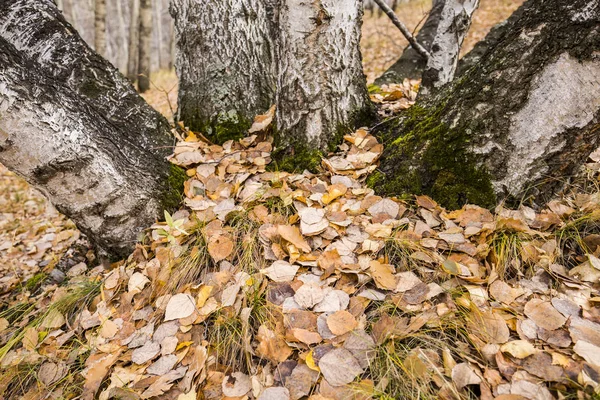 Los abedules de otoño y las hojas — Foto de Stock