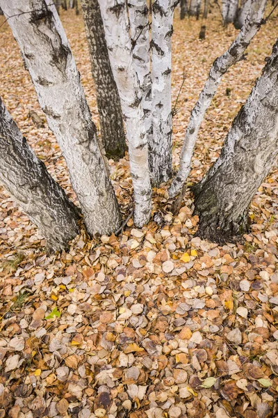 Los abedules de otoño y las hojas — Foto de Stock