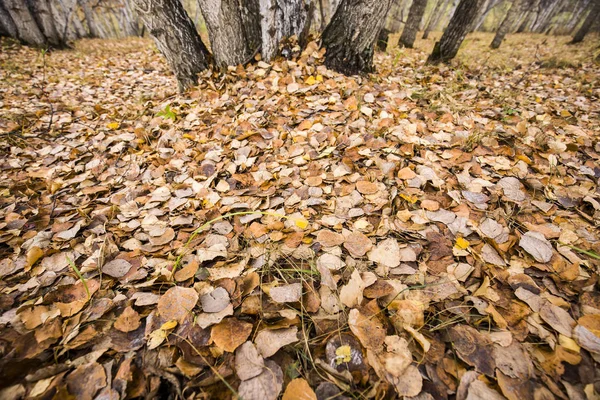 Los abedules de otoño y las hojas — Foto de Stock