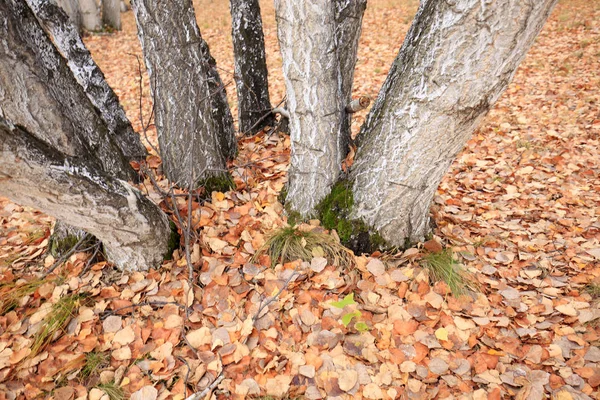 As árvores de vidoeiro de outono e folhas — Fotografia de Stock