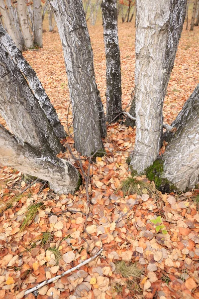 Höstens björkar och löv — Stockfoto