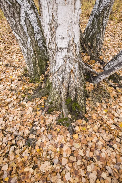 The autumn birch trees and leaves Stock Photo