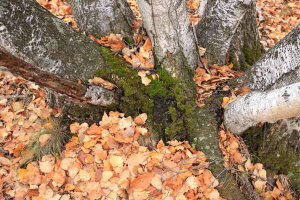 The autumn birch trees and leaves Stock Picture