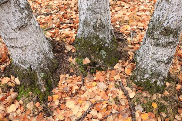 The autumn birch trees and leaves Royalty Free Stock Photos