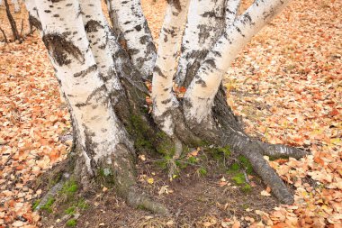 Sonbahar huş ağaçları ve yaprakları