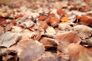 sonbahar yaprakları