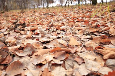 sonbahar yaprakları