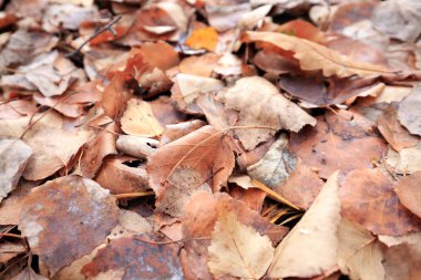 sonbahar yaprakları