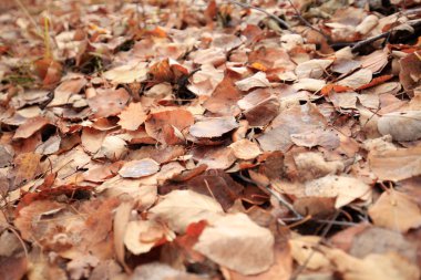 sonbahar yaprakları