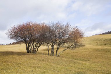 Sonbaharda, yamaçtaki ağaçlar