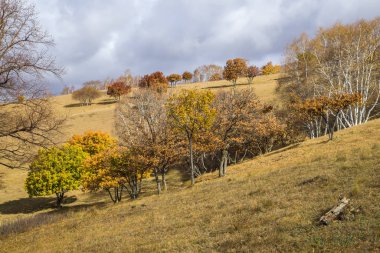 Sonbaharda, yamaçtaki ağaçlar