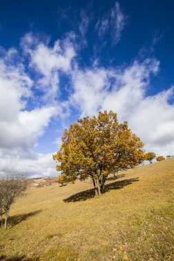 Sonbaharda, yamaçtaki ağaçlar