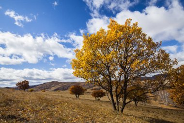 Sonbaharda, yamaçtaki ağaçlar