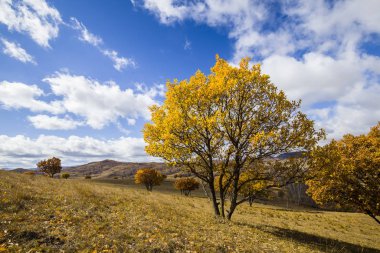 Sonbaharda, yamaçtaki ağaçlar