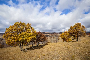 Sonbaharda, yamaçtaki ağaçlar