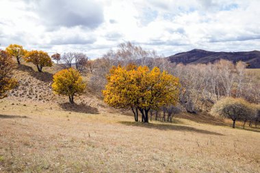 Sonbaharda, yamaçtaki ağaçlar