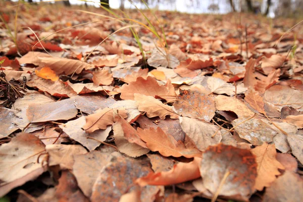 Las hojas de otoño — Foto de Stock